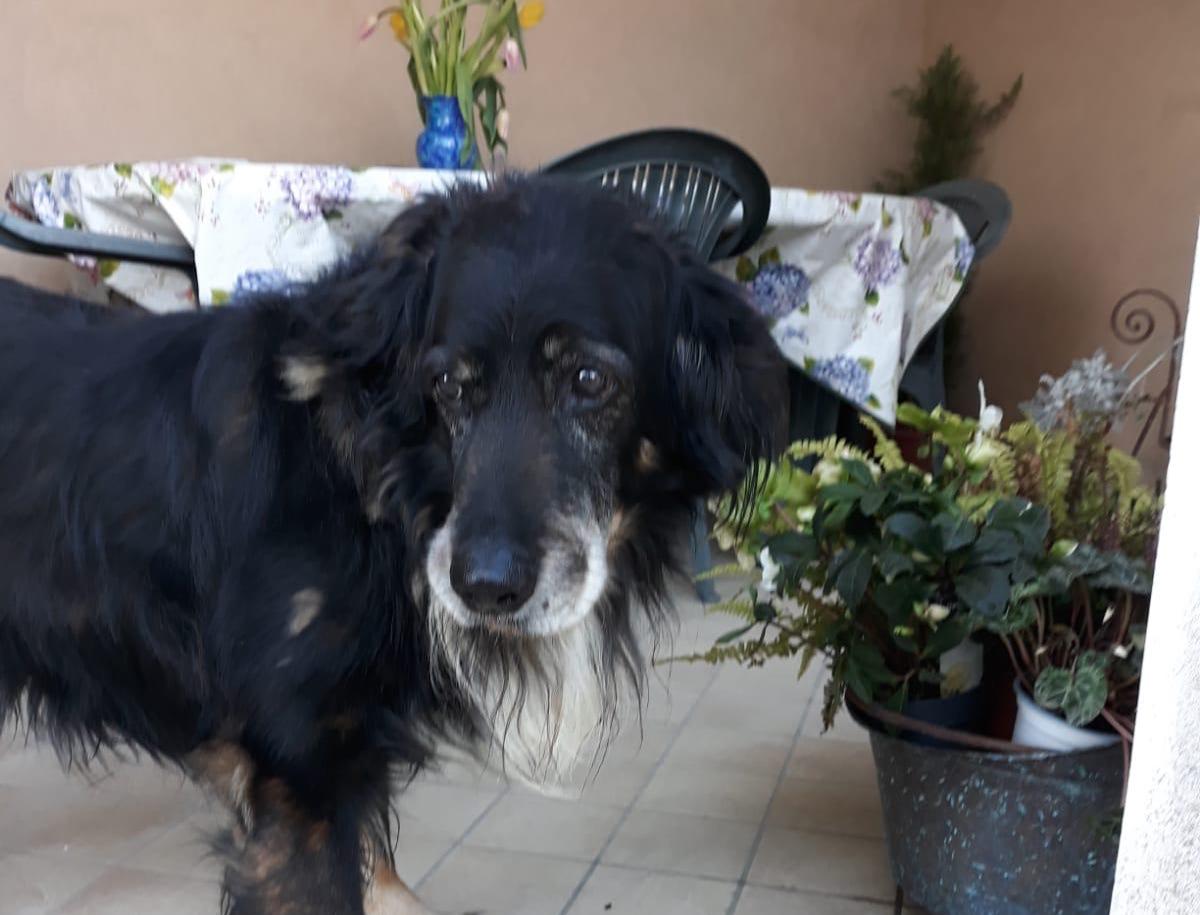 Immagine per Amico a quattro zampe scomparso da casa a Ruda, si cerca Dylan